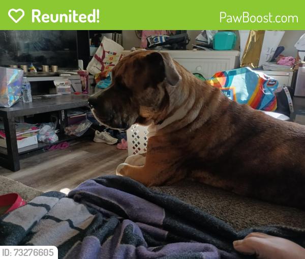 Reunited Female Dog last seen Summit Dr and Willow, Fairview Heights, IL 62208