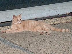 Reunited Female Cat last seen Portsmouth Rd and Sudley Rd, Manassas, VA 20109