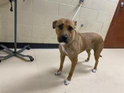 Shelter Stray Female Dog last seen EDGERTON/LOOMIS, 3839 W Burnham St, West Milwaukee, WI 53215, USA