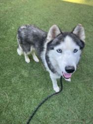Shelter Stray Male Dog last seen , 14409 Vanowen St, Van Nuys, CA 91405, USA