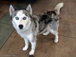 Shelter Stray Female Dog last seen , 14409 Vanowen St, Van Nuys, CA 91405, USA