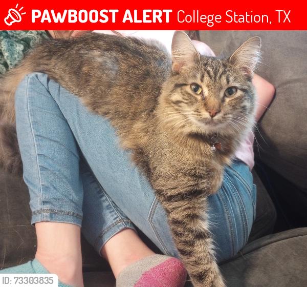 Lost Female Cat last seen Rock prairie and holleman, College Station, TX 77845