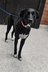 Shelter Stray Female Dog last seen , 3201 Lacy St, Los Angeles, CA 90031, USA