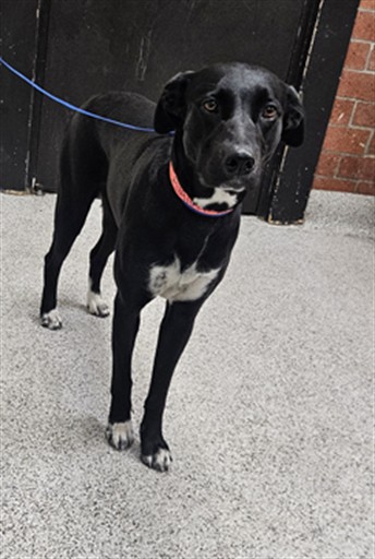 Shelter Stray Female Dog last seen , 3201 Lacy St, Los Angeles, CA 90031, USA