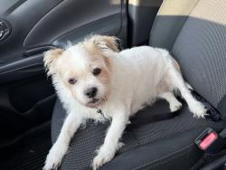 Found/Stray Female Dog last seen Colton Creek apmts, McDonough, GA 30253