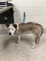 Shelter Stray Male Dog last seen Near BLOCK W 90TH AVE, 12155 Park Blvd, Brighton, CO 80601, USA