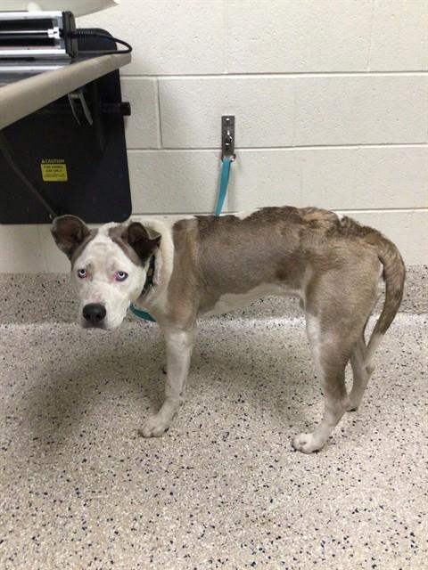 Shelter Stray Male Dog last seen Near BLOCK W 90TH AVE, 12155 Park Blvd, Brighton, CO 80601, USA