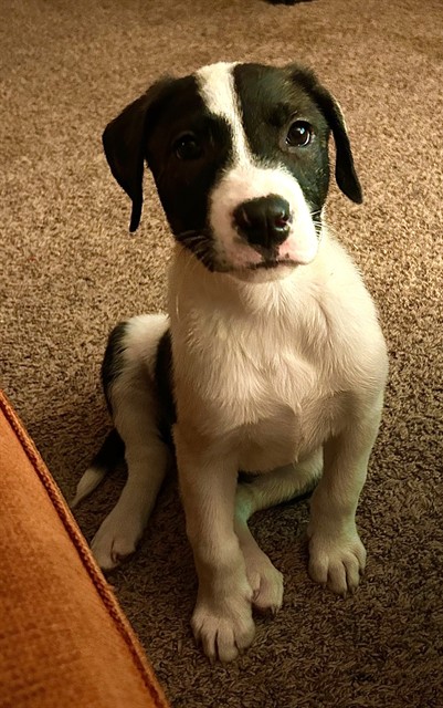 Shelter Stray Male Dog last seen , 2811 SE 29th St, Oklahoma City, OK 73129, USA