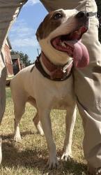 Shelter Stray Unknown Dog last seen Near BLOCK PETTEE AVE, OKLAHOMA CITY OK 73108, 2811 SE 29th St, Oklahoma City, OK 73129, USA