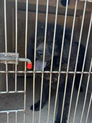 Shelter Stray Male Dog last seen Near BLOCK NE 25TH ST, OKLAHOMA CITY OK 73111, 2811 SE 29th St, Oklahoma City, OK 73129, USA