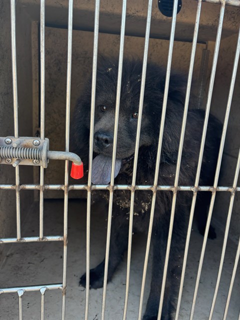 Shelter Stray Male Dog last seen Near BLOCK NE 25TH ST, OKLAHOMA CITY OK 73111, 2811 SE 29th St, Oklahoma City, OK 73129, USA