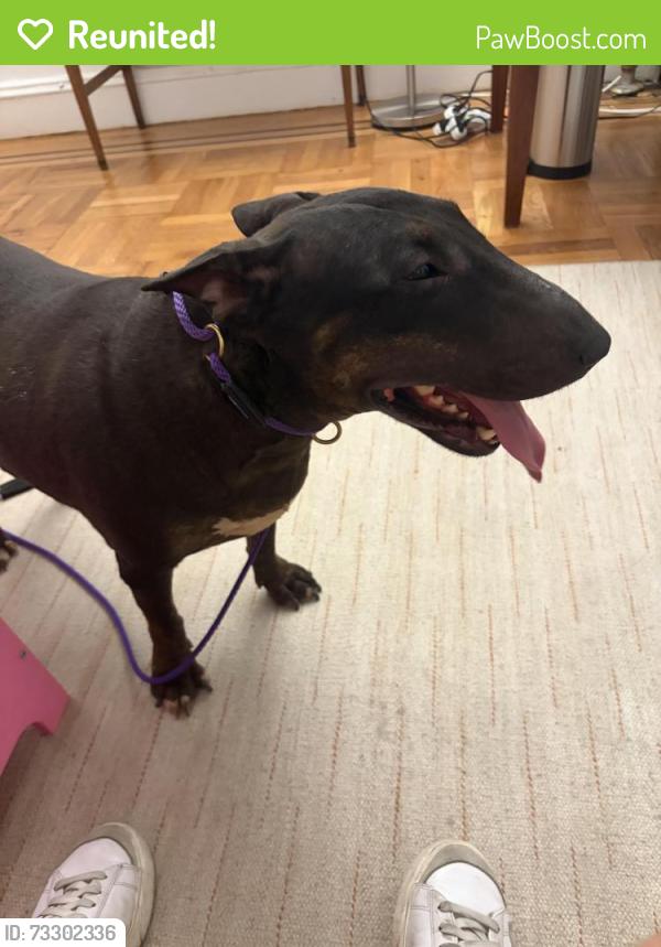 Reunited Female Dog last seen Queens Blvd and 63rd Street, Queens, NY 11377