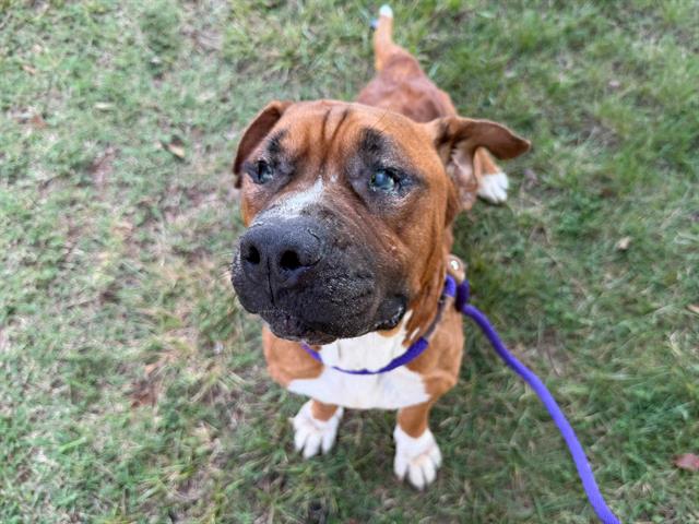 Shelter Stray Male Dog last seen CHARLOTTE, 8315 Byrum Dr, Charlotte, NC 28217, USA