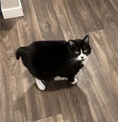 Lost Female Cat last seen Talmadge Rd & Gun Club Rd, Independence, OR 97351