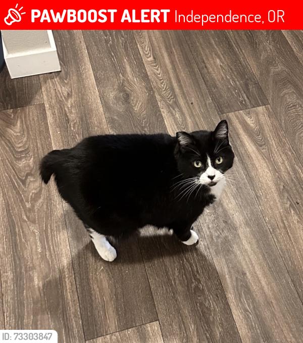 Lost Female Cat last seen Talmadge Rd & Gun Club Rd, Independence, OR 97351