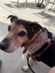Reunited Male Dog last seen Near Berlin st Dedham Ma 02026, Dedham, MA 02026