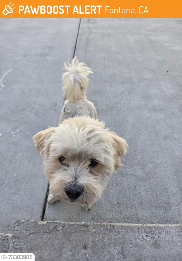 Found/Stray Male Dog last seen Miller and Tamarind, Fontana, CA 92336