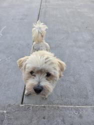 Found/Stray Male Dog last seen Miller and Tamarind, Fontana, CA 92336