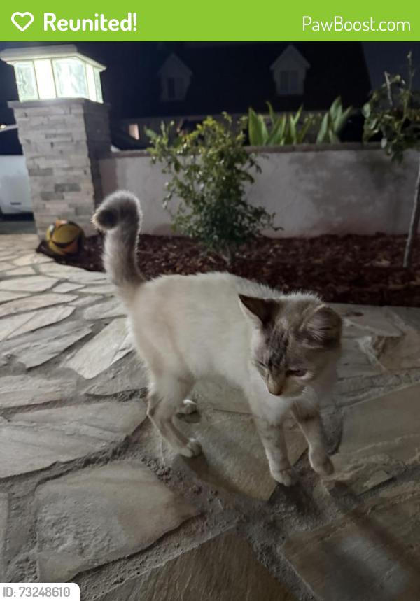 Reunited Unknown Cat last seen Westminster, Westminster, CA 92683