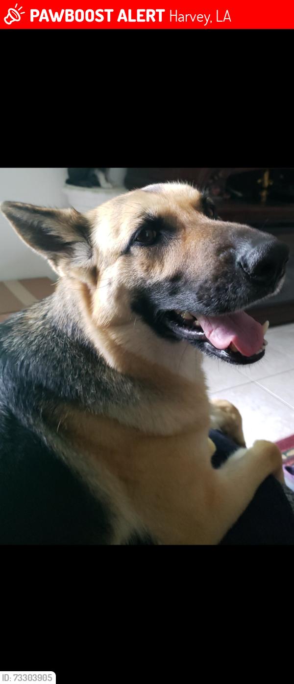 Lost Female Dog last seen Off of Maplewood drive and gretna blvd, Harvey, LA 70058