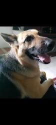 Lost Female Dog last seen Off of Maplewood drive and gretna blvd, Harvey, LA 70058
