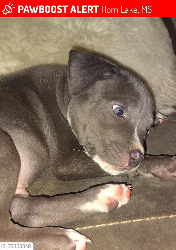 Lost Male Dog last seen Sherry drive Horn lake, Horn Lake, MS 38637