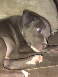Lost Male Dog last seen Sherry drive Horn lake, Horn Lake, MS 38637