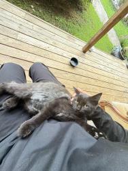 Reunited Male Cat last seen Battlewood dr, Kennesaw, GA 30152