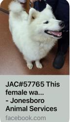 Found/Stray Female Dog last seen Church Street, Jonesboro, AR 72401