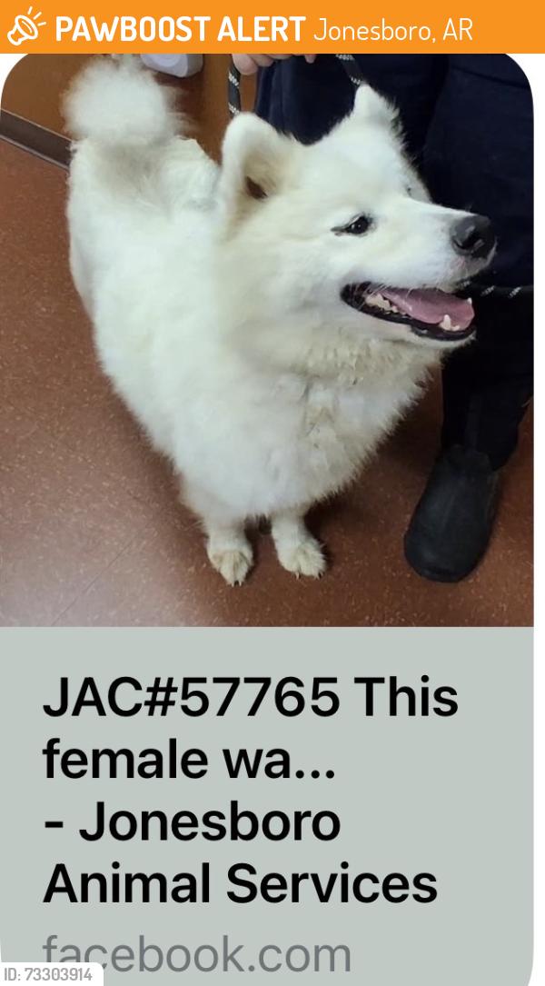 Found/Stray Female Dog last seen Church Street, Jonesboro, AR 72401
