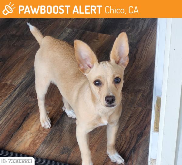 Found/Stray Male Dog last seen W Lindo Ave And Guynn, Chico, CA 95926