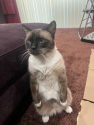 Reunited Male Cat last seen Merced Way, Hemet, CA 92545, USA, Hemet, CA 92545