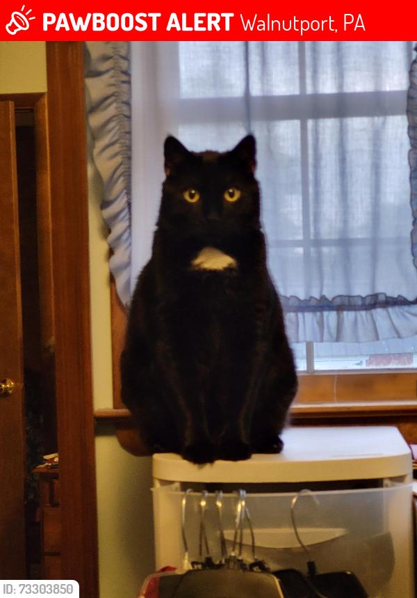 Lost Male Cat last seen Blue Mt. Drive, Walnutport, PA 18088