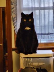 Lost Male Cat last seen Blue Mt. Drive, Walnutport, PA 18088