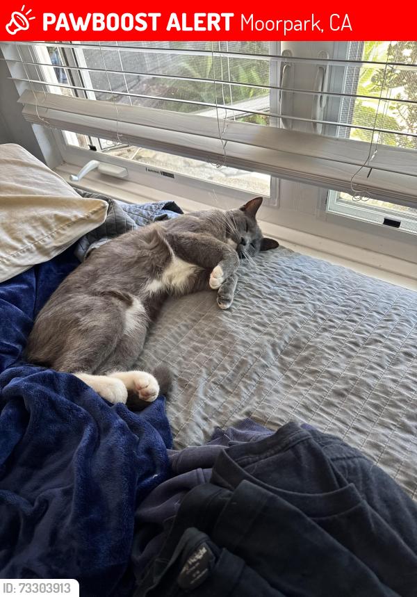 Lost Male Cat last seen Inglewood st, Moorpark, CA 93021