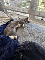 Lost Male Cat last seen Inglewood st, Moorpark, CA 93021