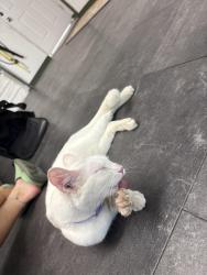 Found/Stray Female Cat last seen Across from elementary school, Denton, TX 76210