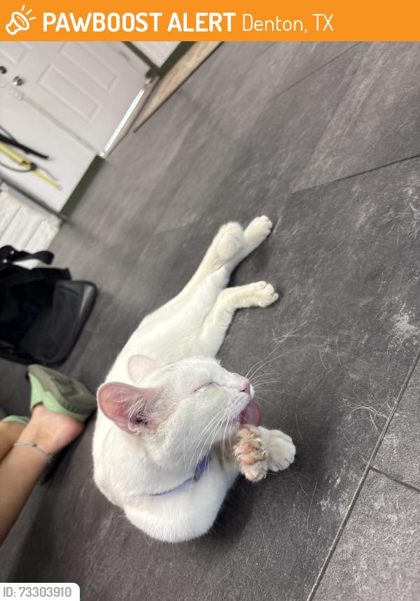 Found/Stray Female Cat last seen Across from elementary school, Denton, TX 76210