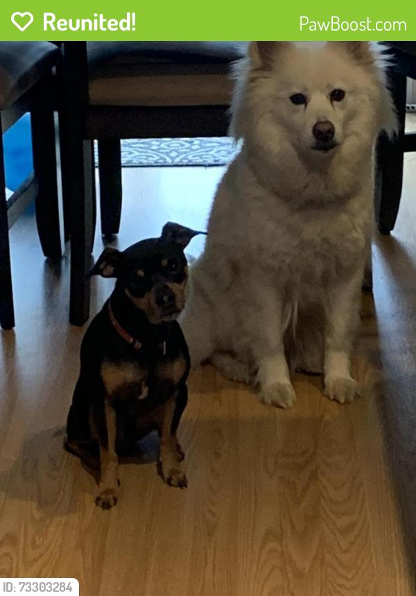 Reunited Female Dog last seen Near Elkhart public library, Elkhart, IN 46514