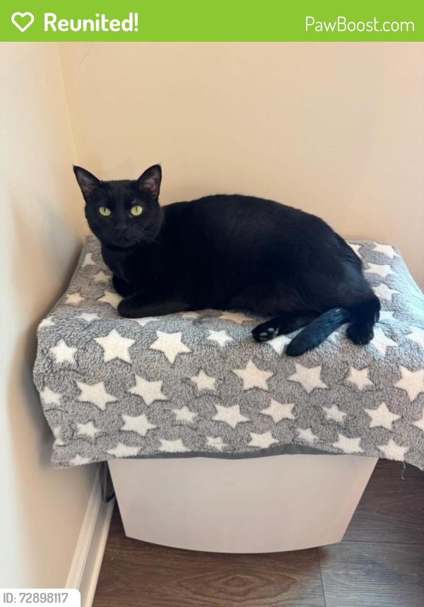 Reunited Female Cat last seen Alyssa Way, High Point, NC 27265