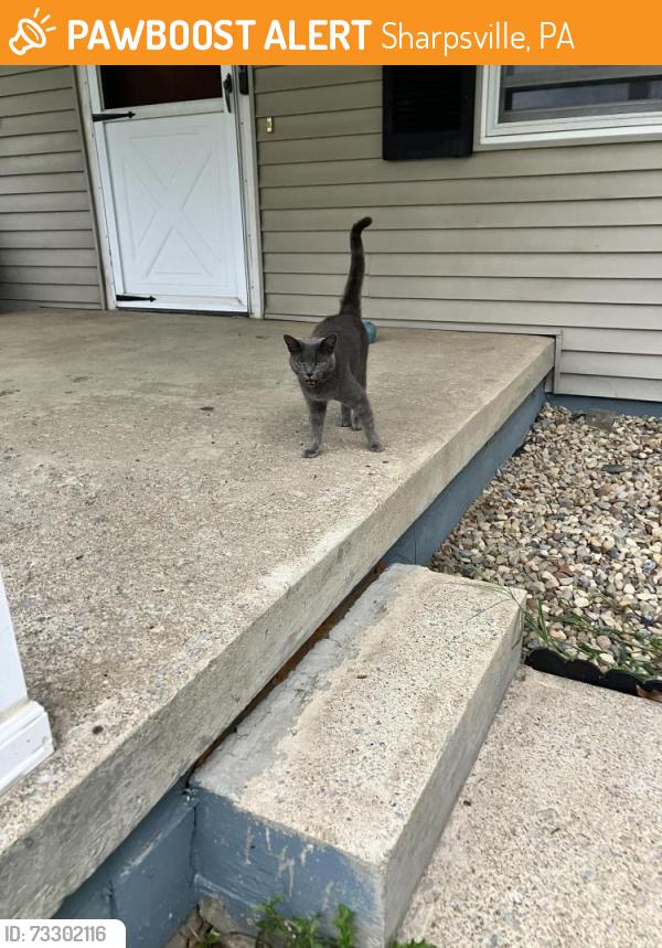 Found/Stray Unknown Cat last seen Tamarack playhouse on right before 5 pts., Sharpsville, PA 16150
