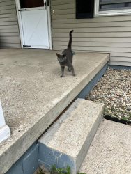 Found/Stray Unknown Cat last seen Tamarack playhouse on right before 5 pts., Sharpsville, PA 16150