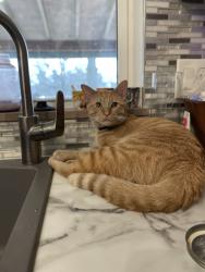 Reunited Male Cat last seen Brown Rd & Lackland Rd, St. Louis, MO 63114
