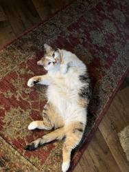 Lost Female Cat last seen Alicia and Hollyoak, Aliso Viejo, CA 92656