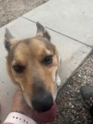 Found/Stray Female Dog last seen E Glenn/N Van Buren Ave, Tucson, AZ 85712