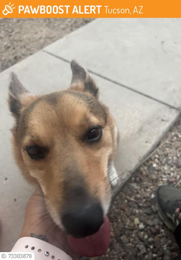 Found/Stray Female Dog last seen E Glenn/N Van Buren Ave, Tucson, AZ 85712