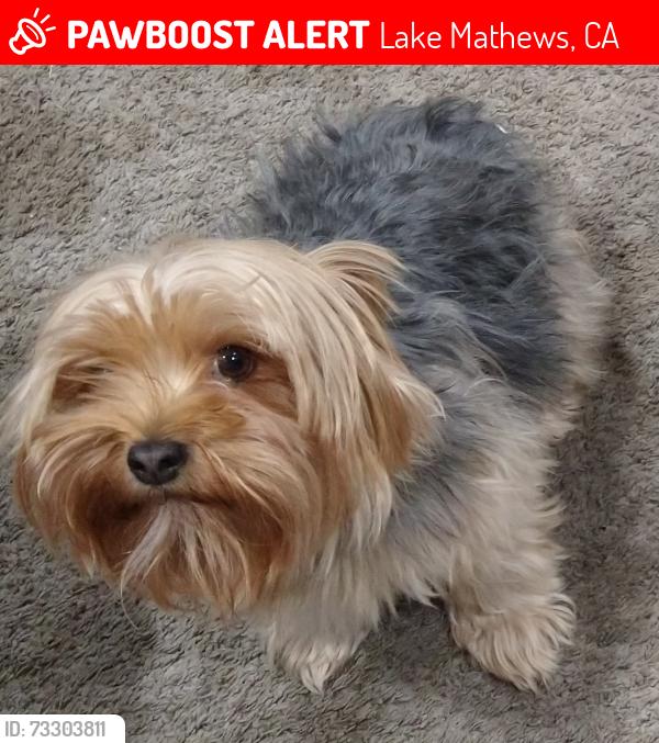 Lost Female Dog last seen Cajon Dr & Oak St in Gavilan Hills, Lake Mathews, CA 92570