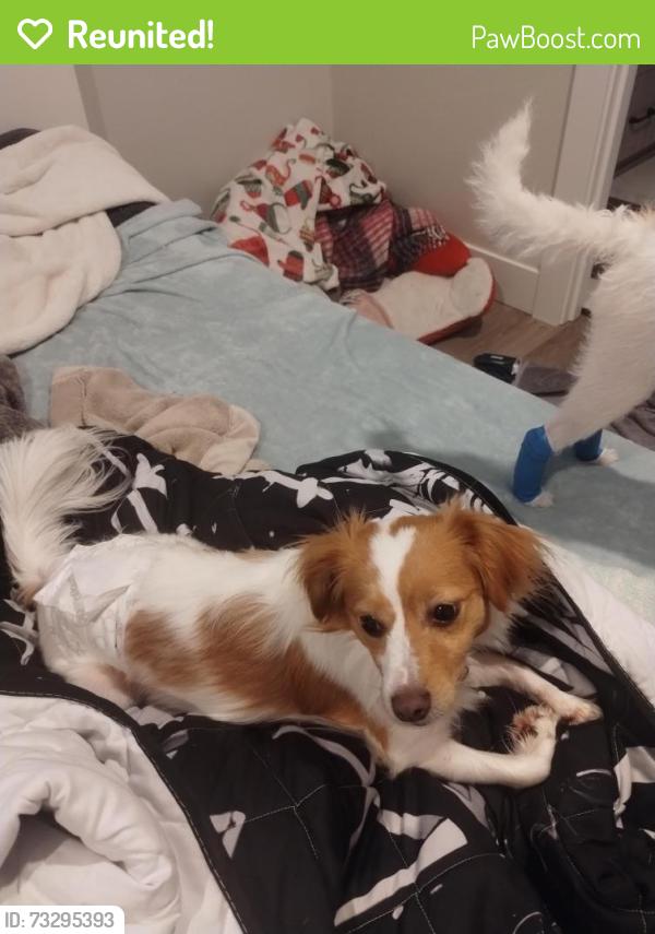 Reunited Male Dog last seen Between center and d st and off of park, Salem, OR 97301