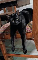 Reunited Male Cat last seen NW 86th St, Oklahoma City, OK 73114