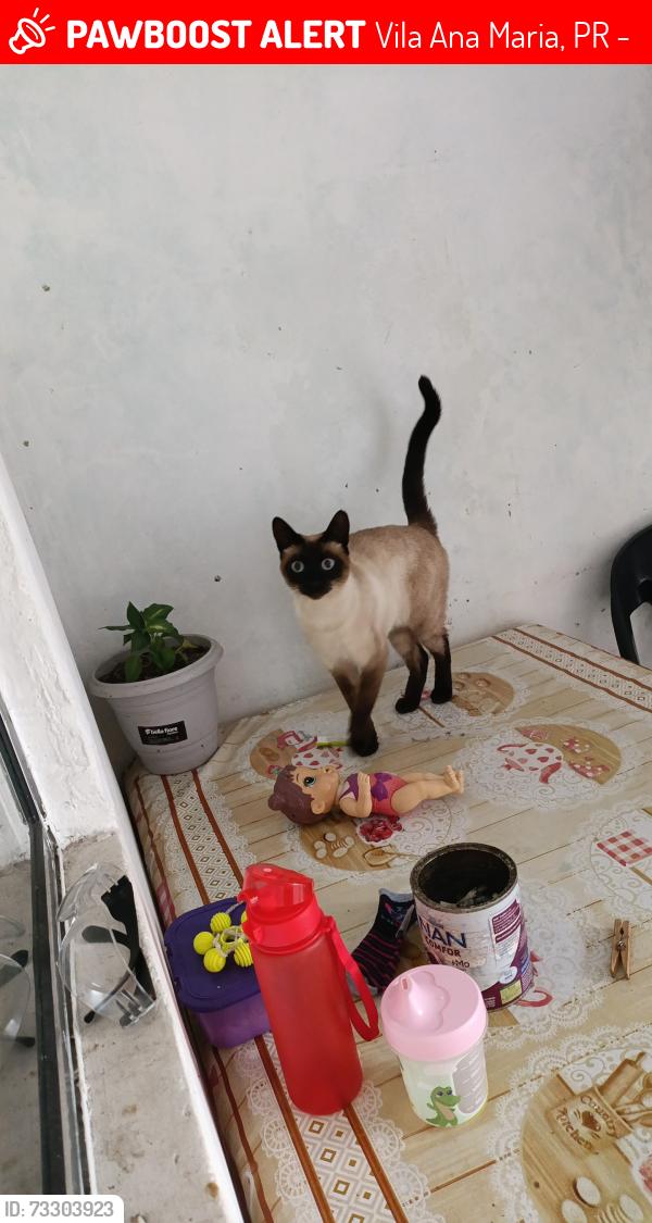 Lost Female Cat last seen Rua Larissa Lopes 22, Vila Ana Maria, PR 83413-005